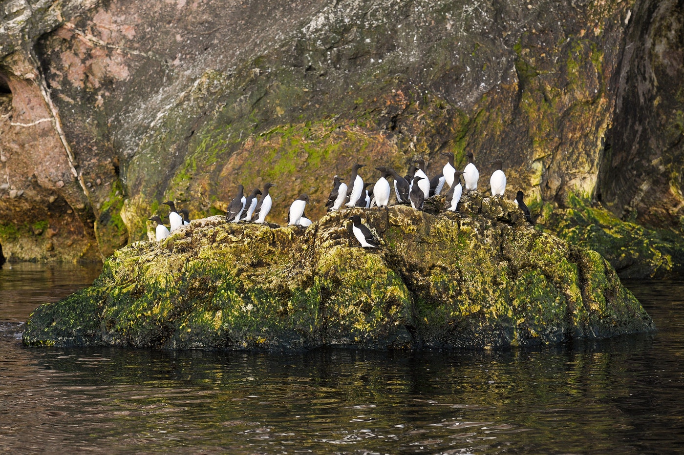 Six Tips for Photographing Birds from Boats | Audubon