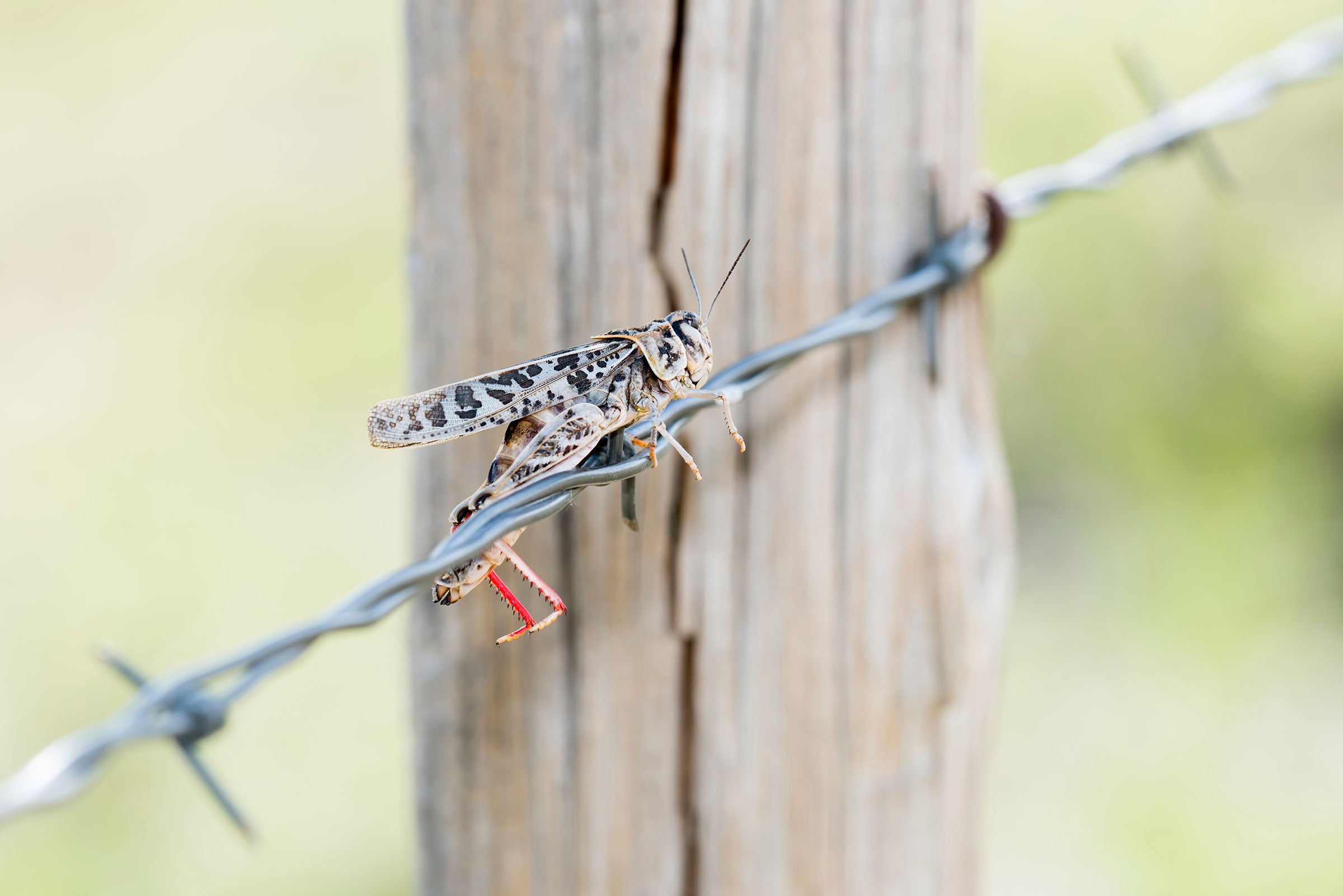 Red-shanked Grasshopper. Rachel Hopper