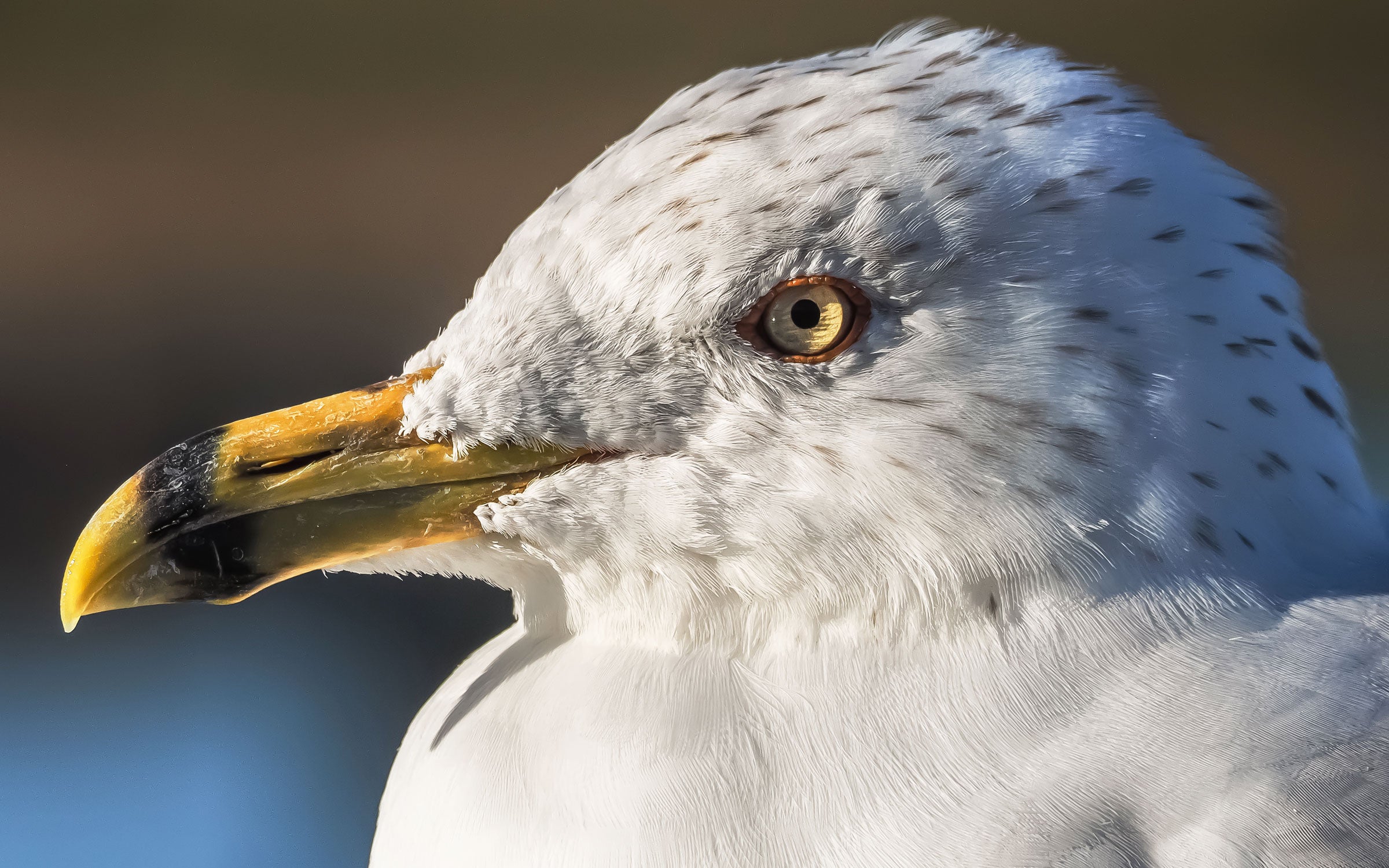 Ring-billed Gull. Tony Peebles/Great Backyard Bird Count