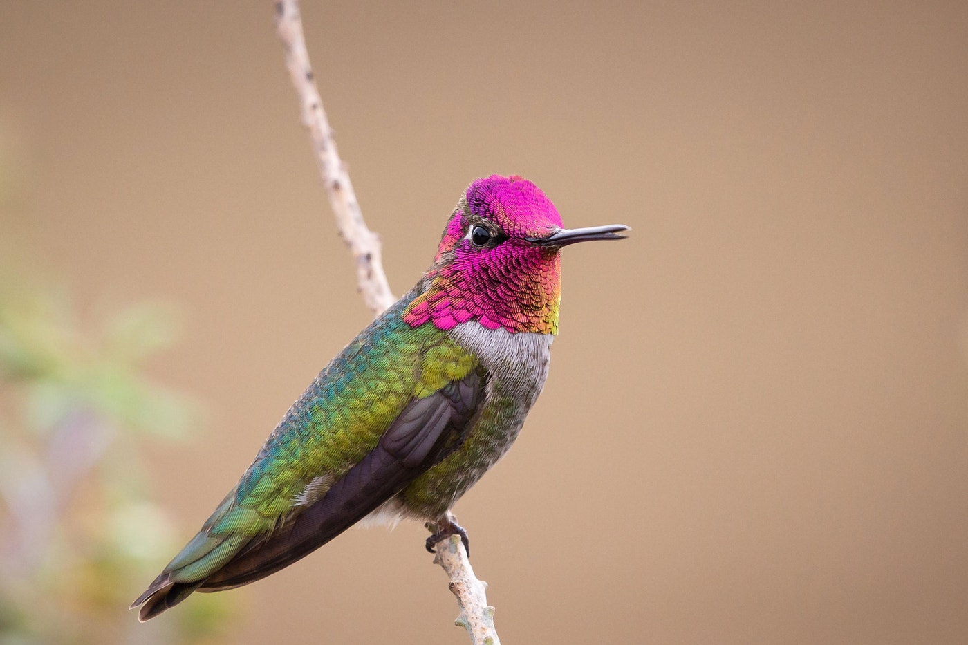 The Vibrant Colors of Hummingbirds Are More Impressive Than We’d ...