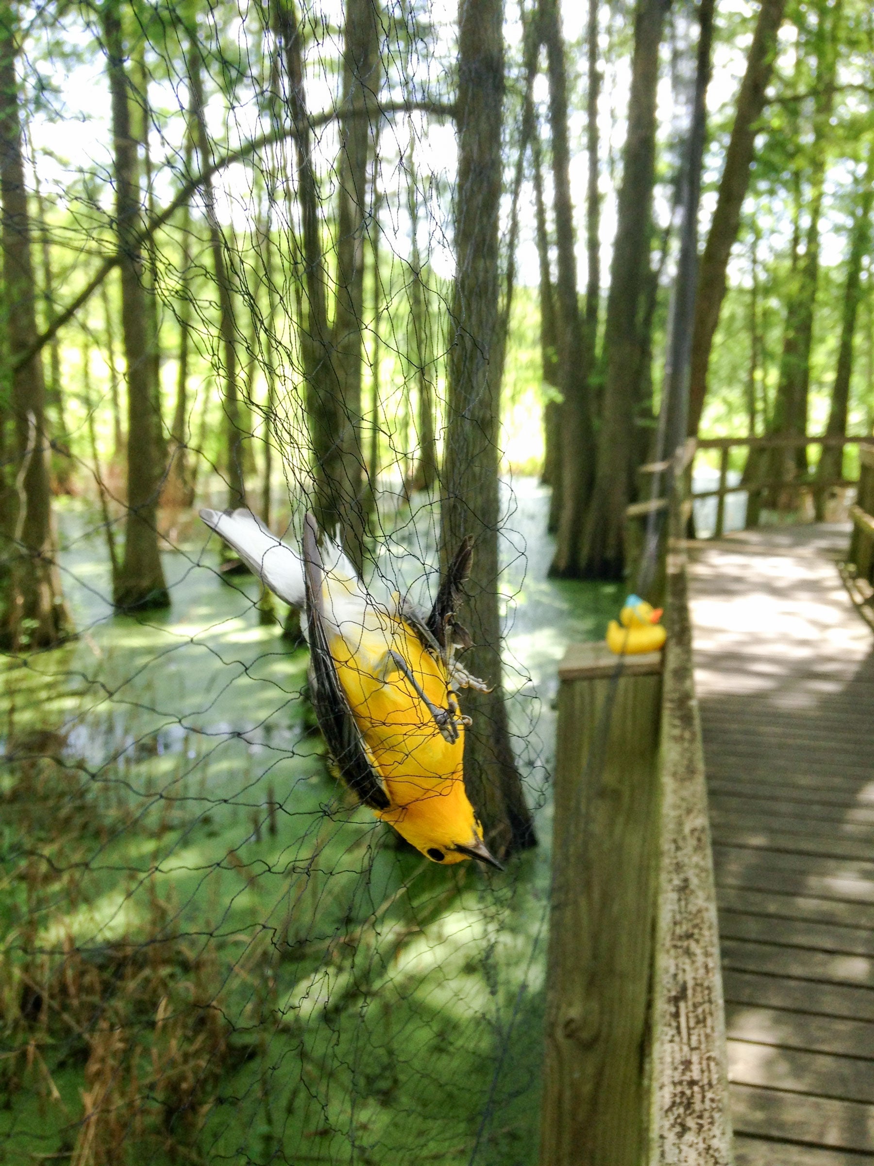 A rubber duck is used to lure a Prothonotary Warbler into a catch net. Katie Percy/Audubon Delta
