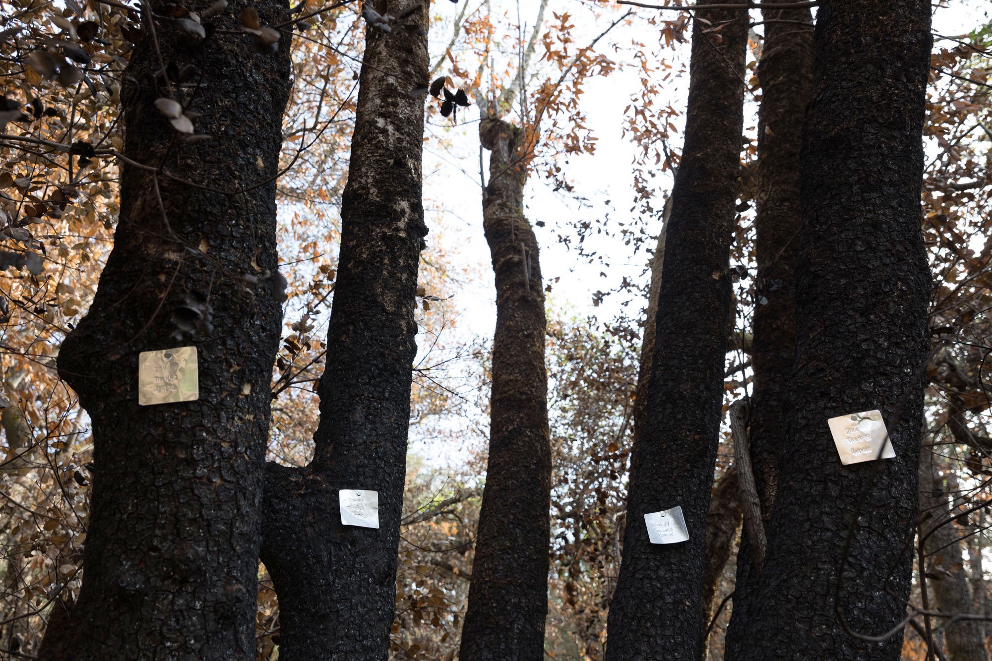 Charred trees are labelled for removal. Ryan Young