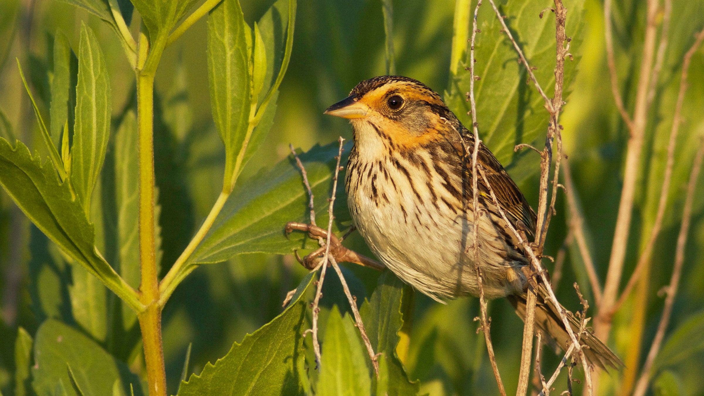 Saltmarsh Sparrow on territory at Jacobs Point in Warren, Rhode Island. Evan Lipton