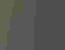 Four birds sit near or in a patch of water. Three birds are out of focus; all three birds are dull red or orange. The one bird in focus, in the  foreground and facing to the right, has a yellow body, light brown  wings, and a small dark-brown eye. Its dark gray bill is thick and the  upper and lower portions taper to sharp points. These point cross over one another slightly.