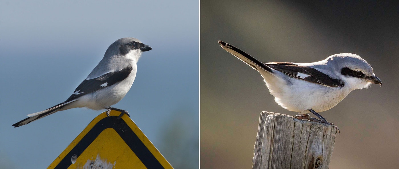 Learn to Tell a Northern Shrike From a Loggerhead Shrike | Audubon