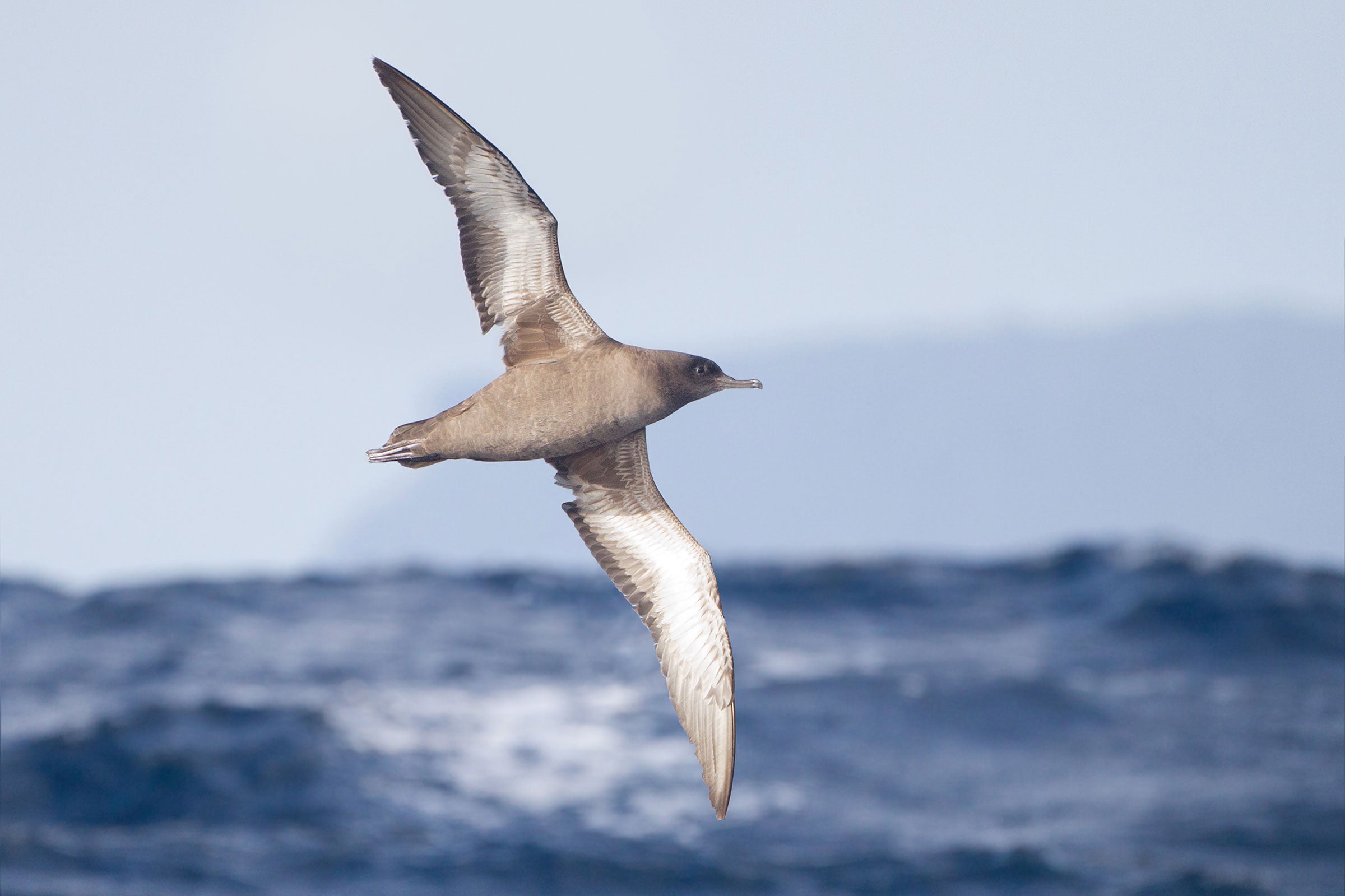 Sooty Shearwater. <a href="https://commons.wikimedia.org/wiki/File:Puffinus_griseus_in_flight_-_SE_Tasmania.jpg">JJ Harrison</a>/Wikimedia (CC BY-SA 3.0)