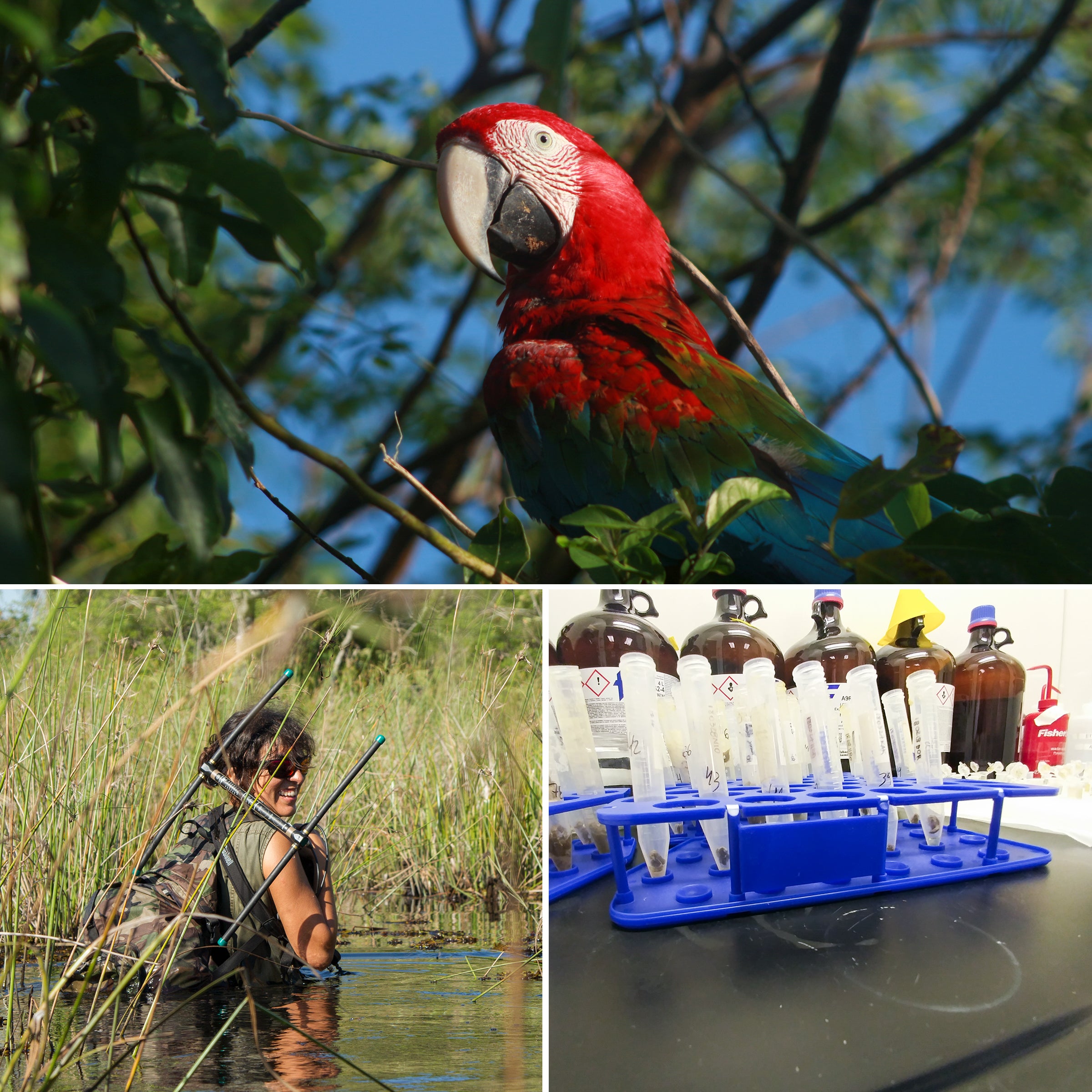 At the top of this collage, a Red-and-green Macaw perches in a tree. On the bottom right, plastic tubes in a blue tray in a laboratory with brown glass bottles in the background. On the bottom left, a woman in sunglasses and a green shirt stands waist-deep in a wetland, holding an antenna.