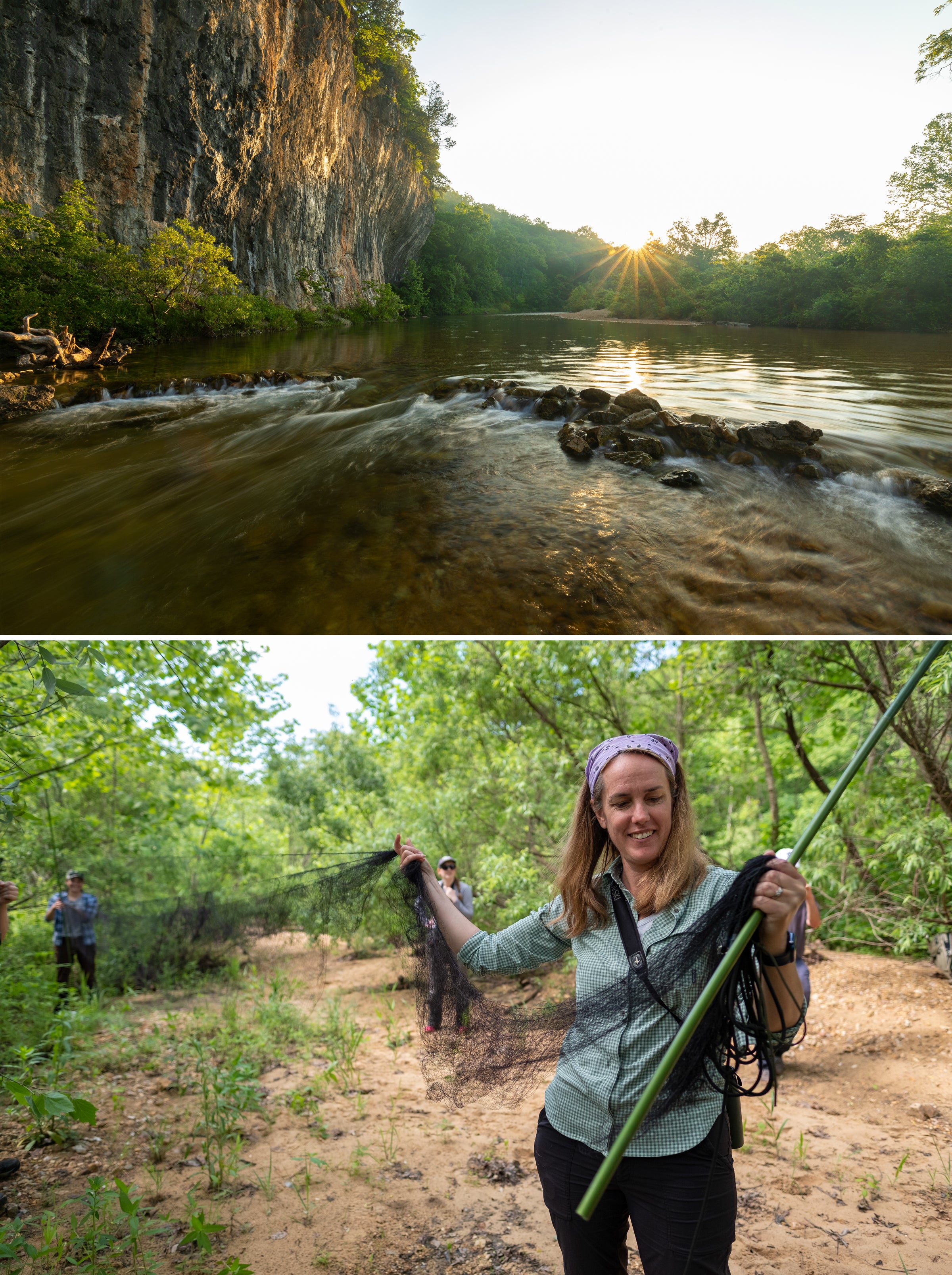 In the top image, a creek flows through Echo Bluff State Park in southern Missouri. A cliff hovers above the rippling water, as the sun peeks over a forest in the background. In the bottom image, a researcher extends a mesh net for catching Yellow Warblers, while two colleagues stand in the background, one holding the other end of the net.