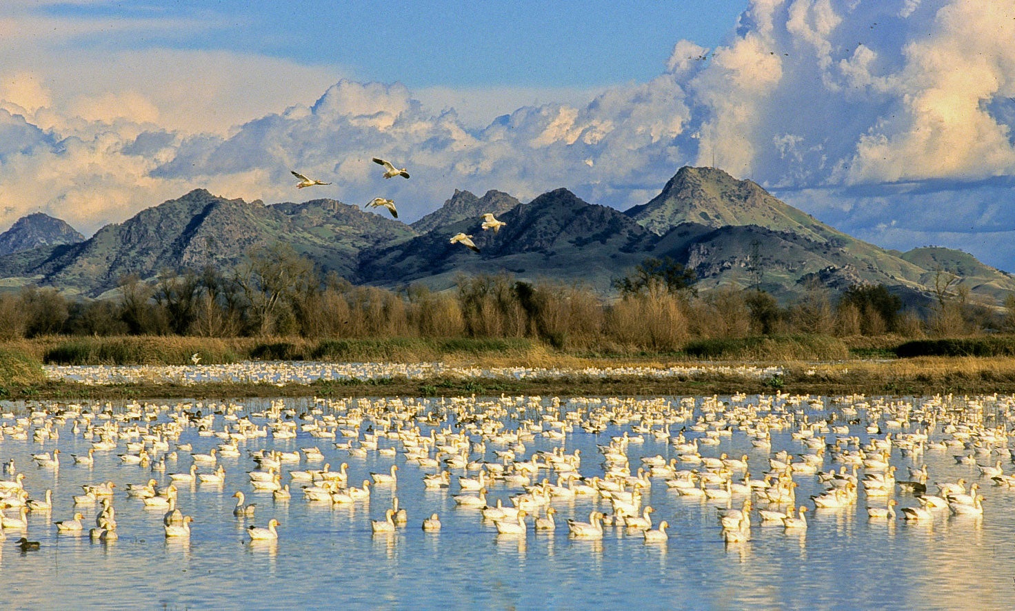 A magnificent flock of Snow Geese is a fine motivation to oust you from beneath your blanket pile. Mike Peters/Colusa National Wildlife Refuge