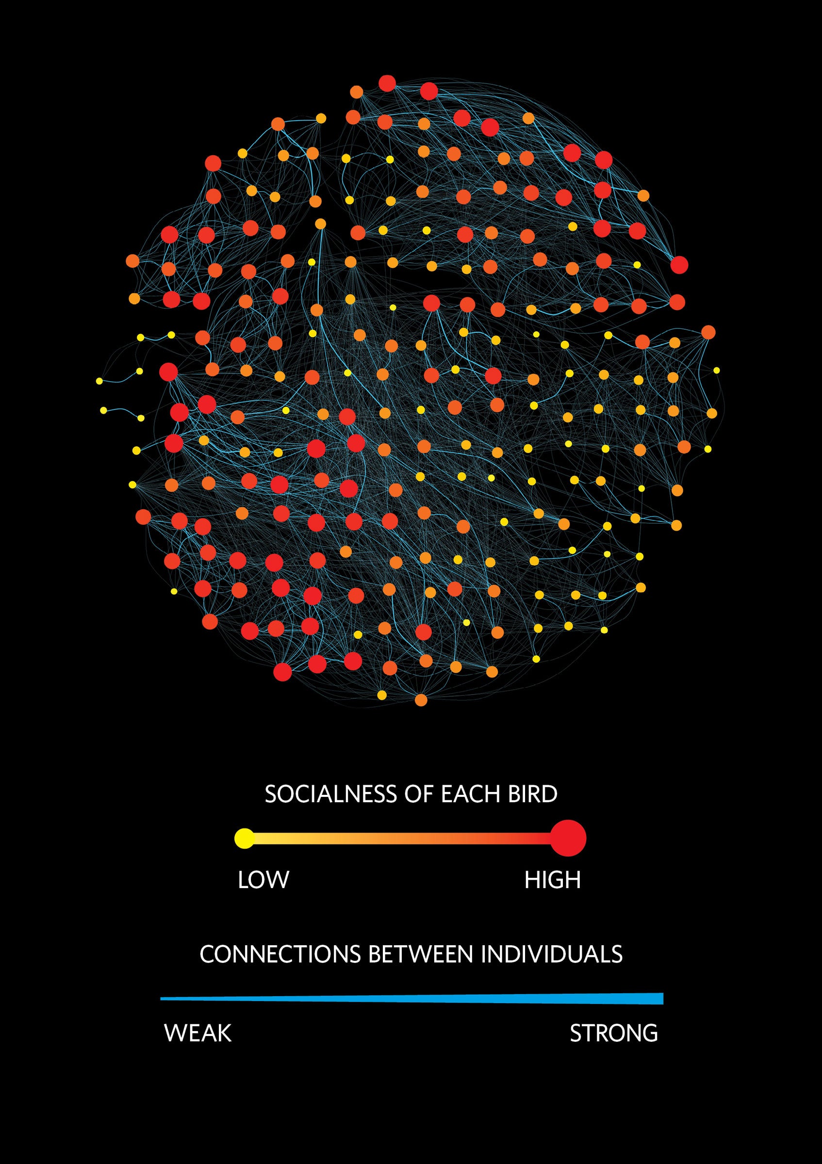 A visual representation of the social network of Wytham Woods Great Tits in winter: who interacts with whom, and how strong those ties are. Each circle represents one bird. Data visualization: Josh Firth