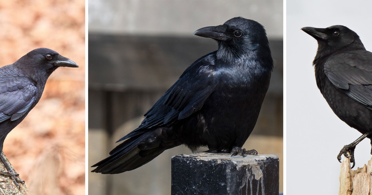 Crow Identification Guide Birdist Rule #65: How to Tell the Difference Between Crows | Audubon