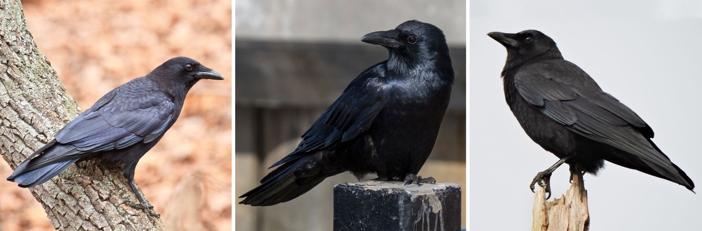 Crow Identification Guide Birdist Rule #65: How to Tell the Difference Between Crows | Audubon