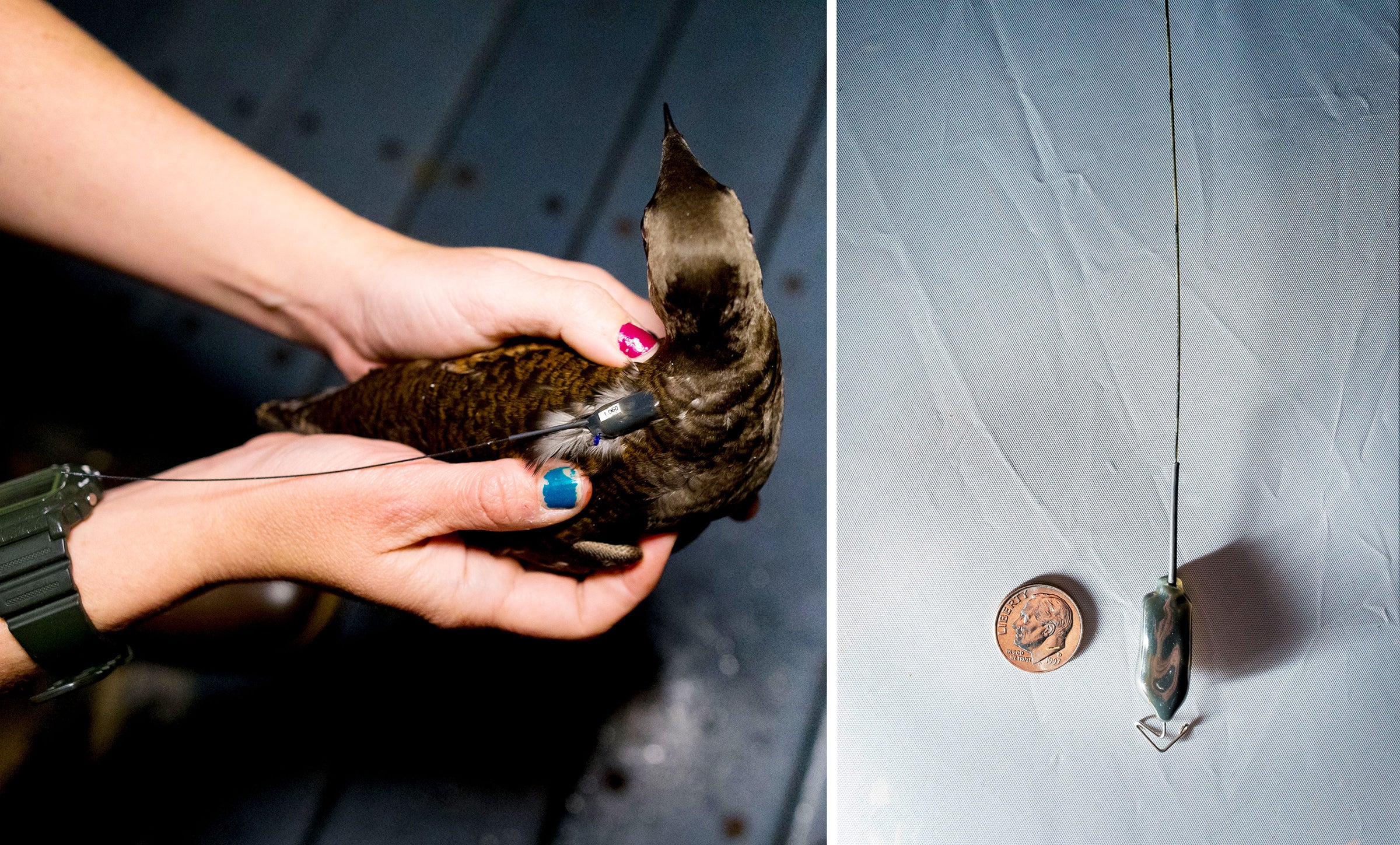 From left: A researcher holds a tagged Marbled Murrelet. The entire process of working with the bird, capture to release, takes under an hour; a closer look at the transmitter tag, compared to a U.S. dime. Photos: Jaymi Heimbuch