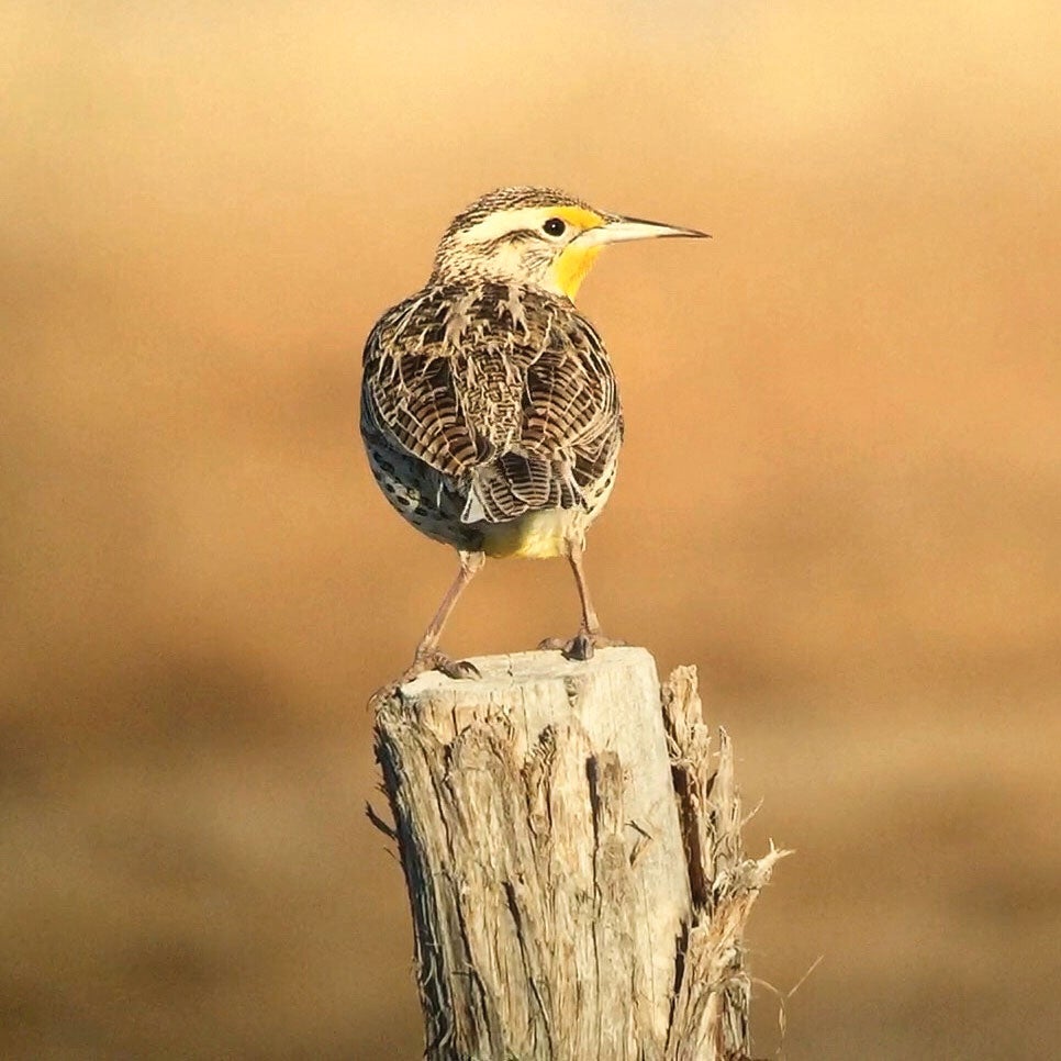 A Western Meadowlark, photographed near Beaver, Utah, with an iPhone 6s Plus. Tim Schreckengost