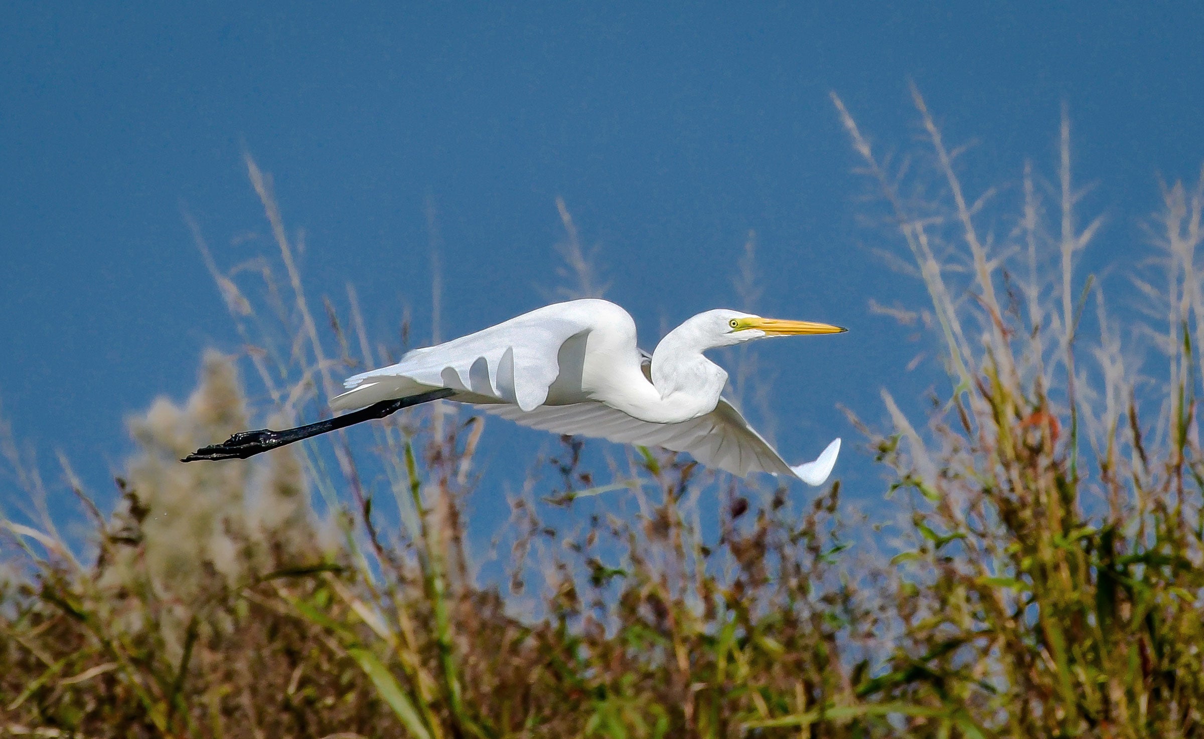 A Great Egret at Lewisville Lake, Texas. Eric Pelvé