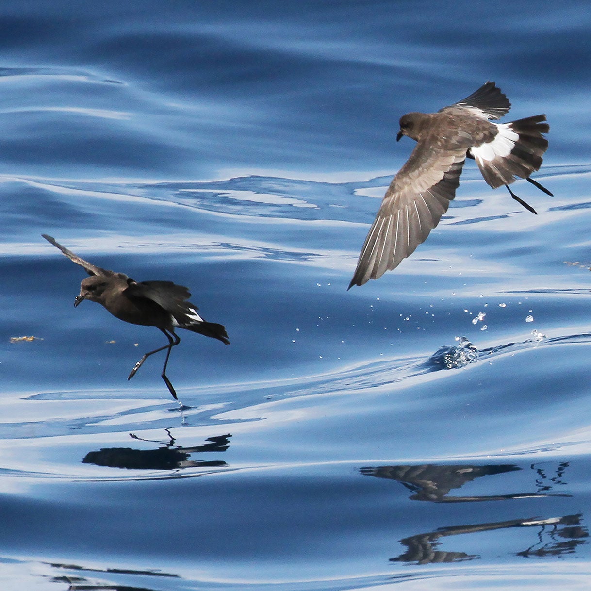 Wilson's Storm-Petrels. Kenn Kaufman