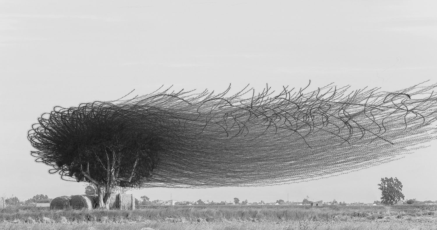 European Starlings, Ebro Delta, Catalonia, Spain. Xavi Bou