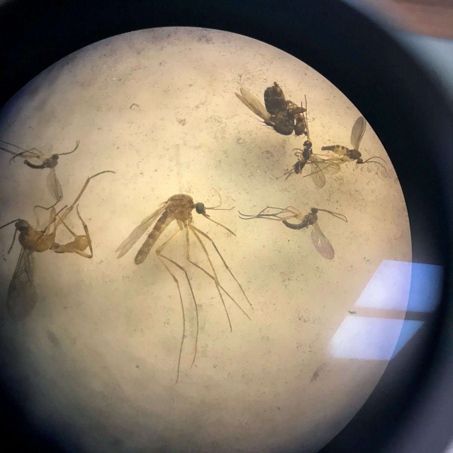 A bright circle, produced by a microscope lens, illuminates a mosquito and other insects in close-up. The mosquito has big back eyes, long legs, and a proboscis extending from its head that's used to pierce skin and find blood vessels.