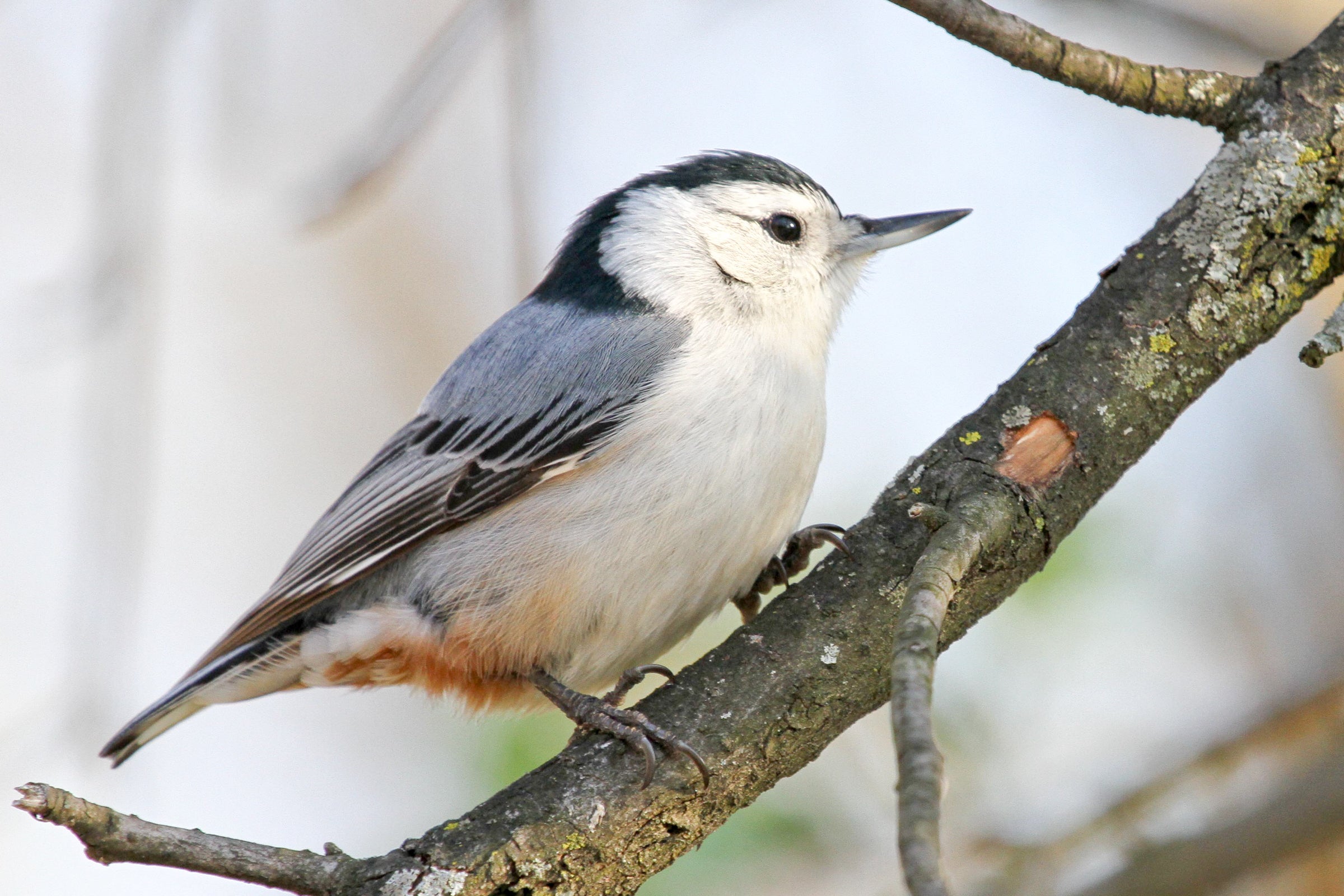 White-breasted Nuthatch