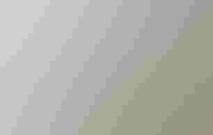 White-breasted Nuthatch