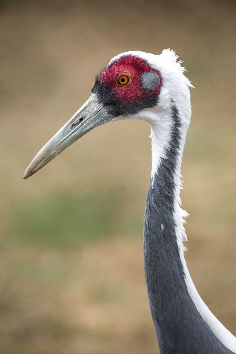 Around the World in 15 Cranes Audubon Around the World in 15 Cranes Audubon