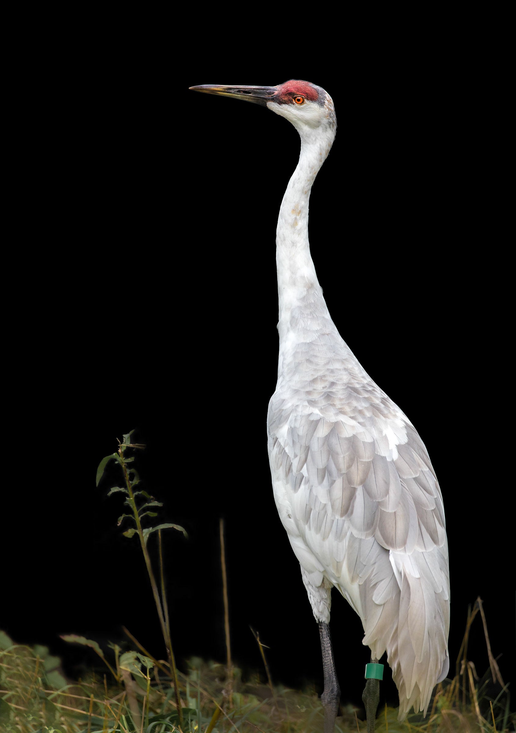 An adult Whoopsie at the International Crane Foundation in Baraboo, Wisconsin. Ted Thousand