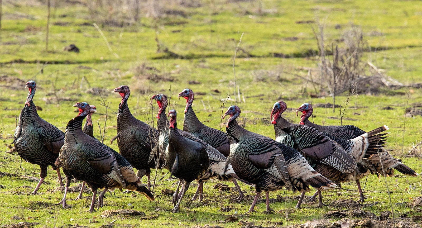 Wild Turkeys. Christine Haines/Great Backyard Bird Count