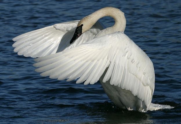 Trumpeter Swan William S Branham