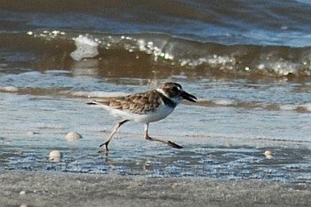 Wilson's Plover, David J. Ringer