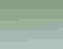 Common Loons Fe and ABJ offer a fish to their chick, the pair’s 32nd together. Laura Wong