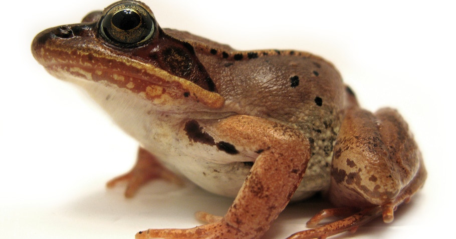 Freezing Freg Wood Frog Frozen Solid – The Wood Frog’s Freeze Tolerance: How this ...