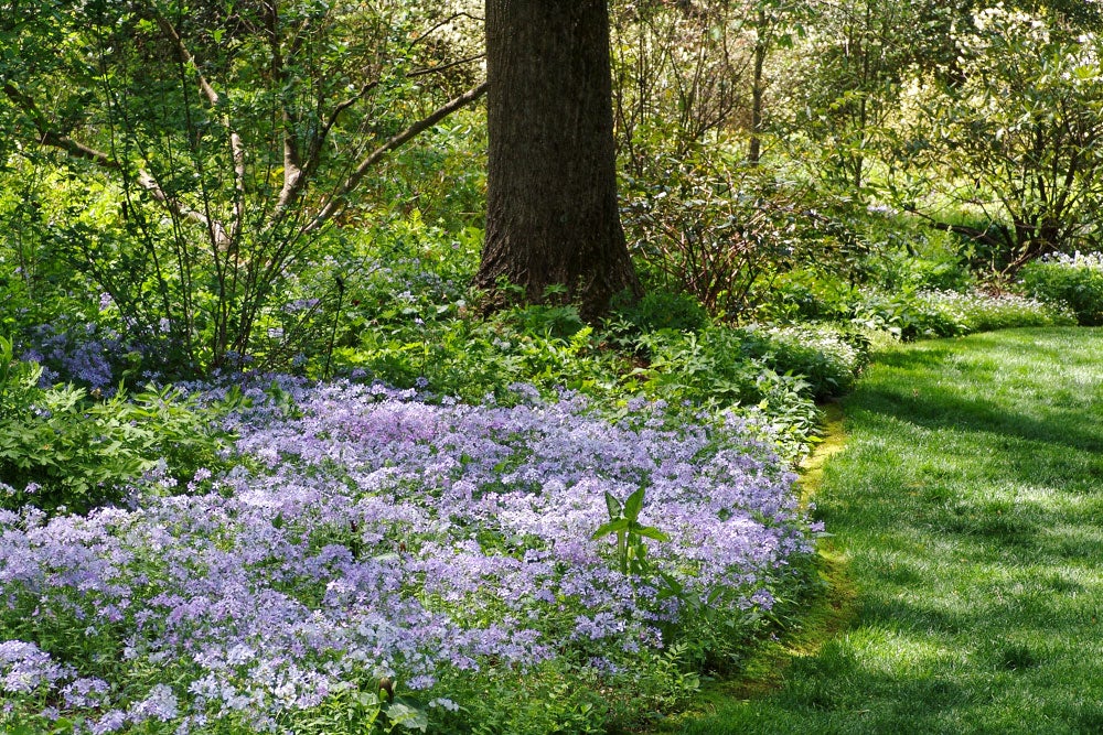 Wild blue phlox. Douglas Tallamy