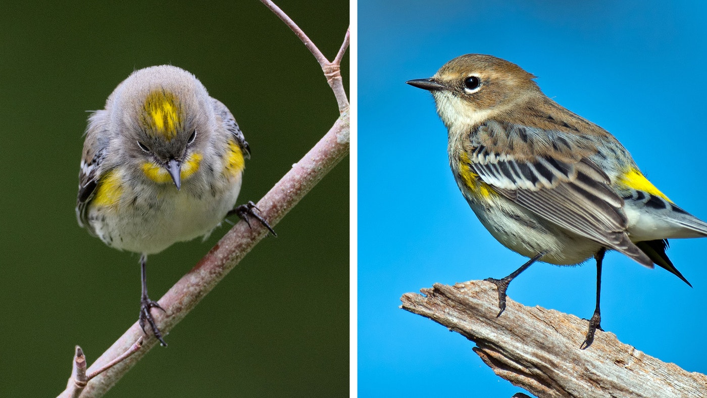 The Yellow-Rumped Warbler Will Probably Be Split Into Different Species ...