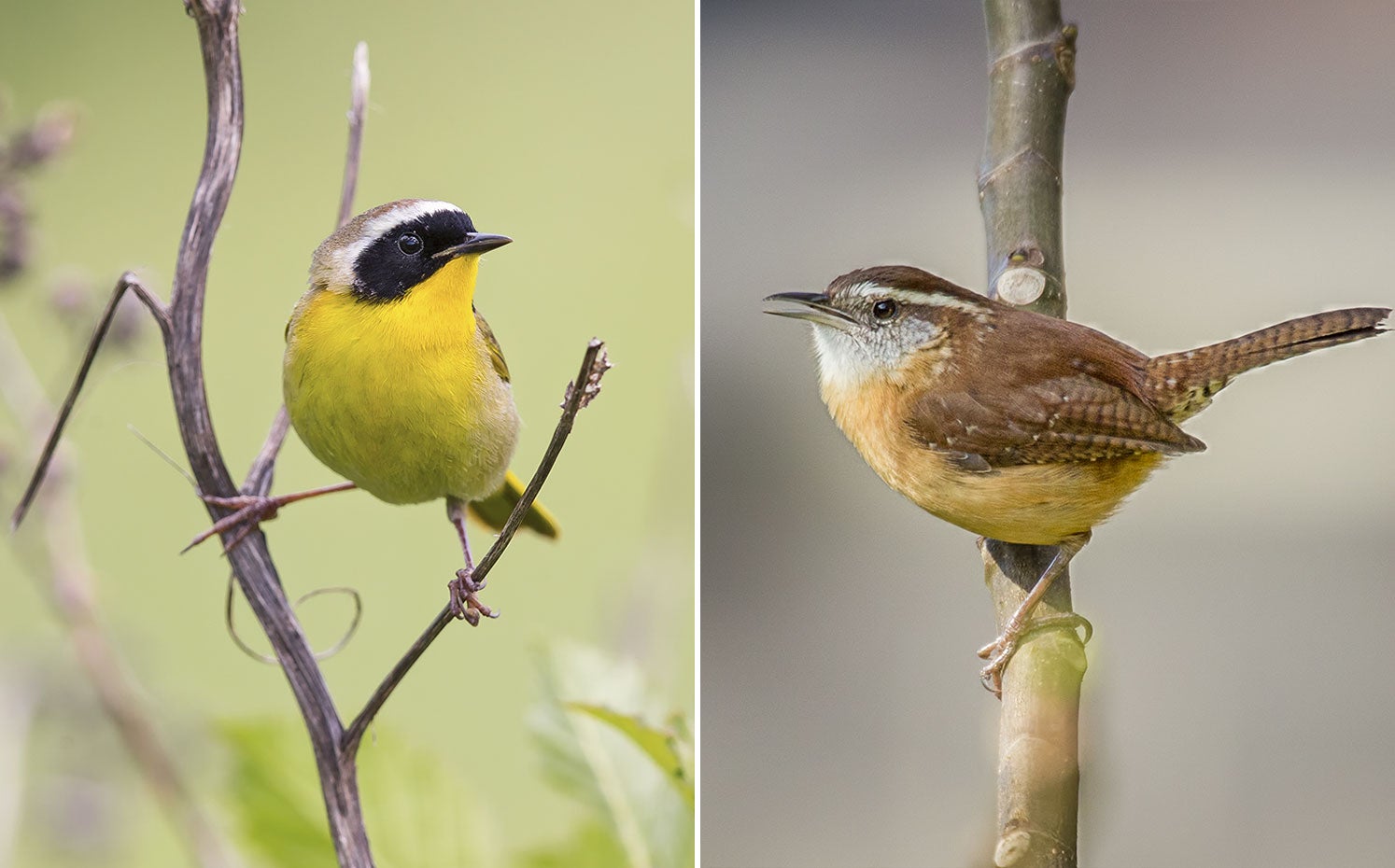 From left: Common Yellowthroat. Photo: Boe Baty/Audubon Photography Awards; Carolina Wren. Photo: Mike Smeets/Great Backyard Bird Count